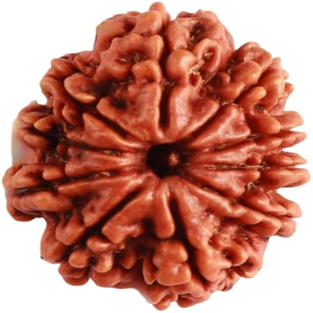 10 Mukhi Nepali Rudraksha Das Mukhi