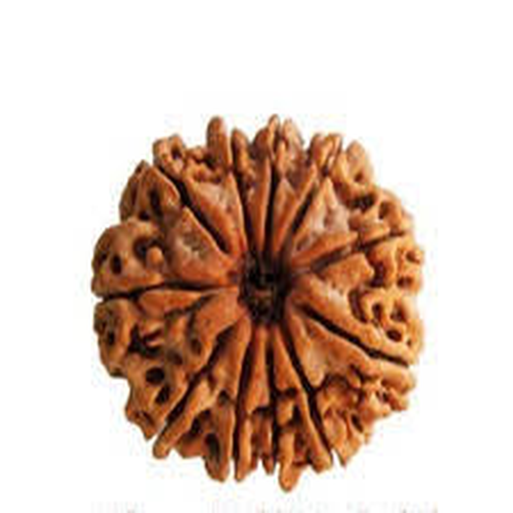 11 Mukhi Nepali Rudraksha Gyaarah Mukhi