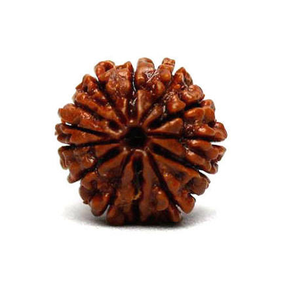 12 Mukhi Nepali Rudraksha Baarah Mukhi