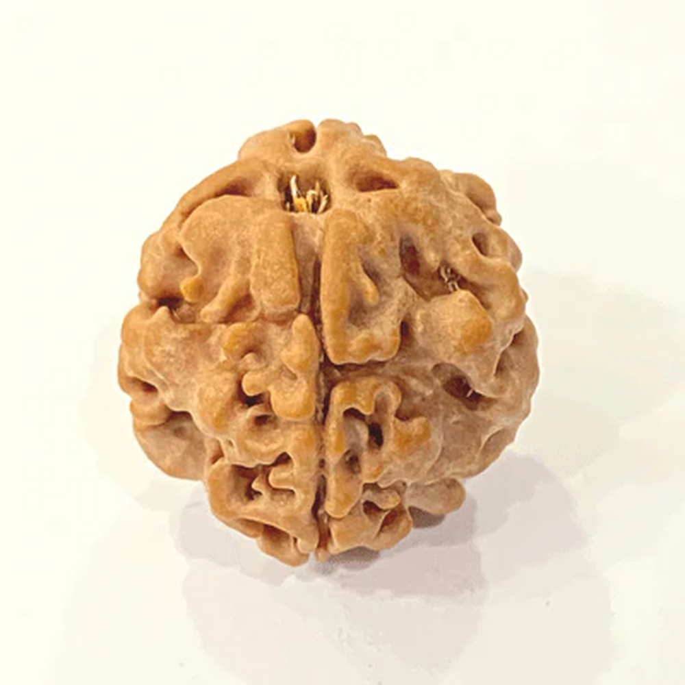 1 Mukhi Indian Rudraksha Ek Mukhi