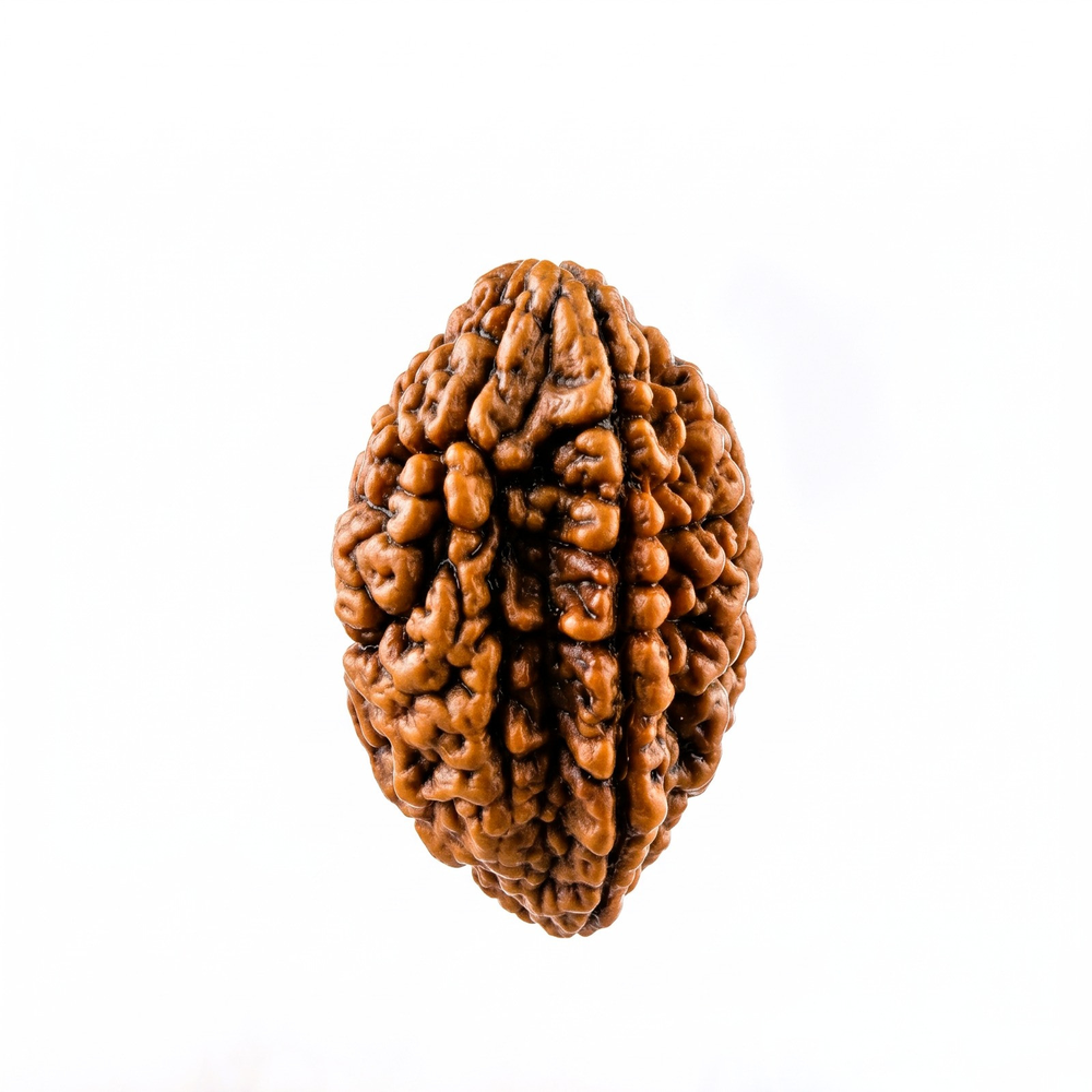 2 Mukhi Indian Rudraksha Do Mukhi
