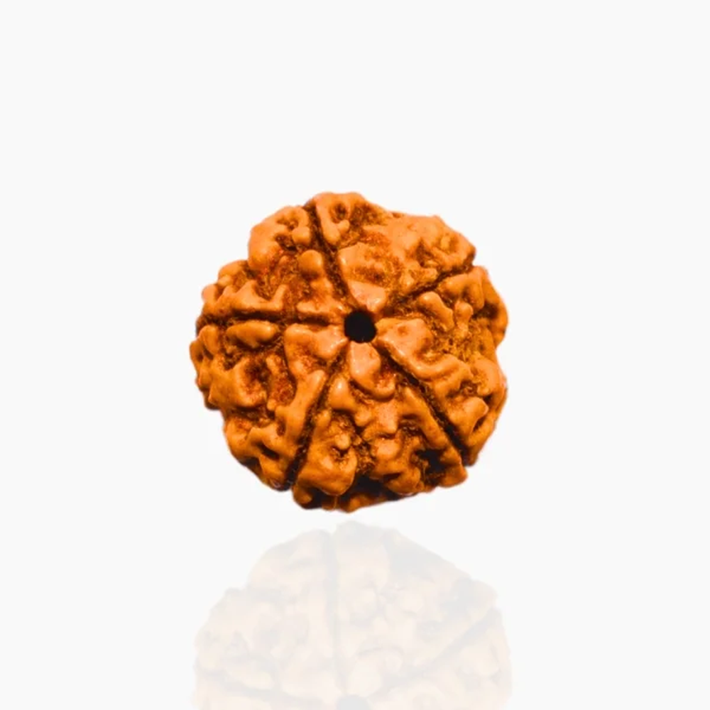 5 Mukhi Nepali Rudraksha Paanch Mukhi