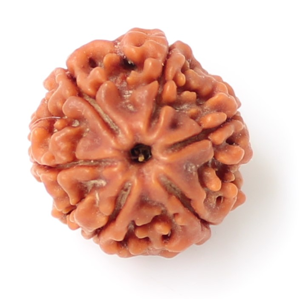 6 Mukhi Nepali Rudraksha Chhey Mukhi