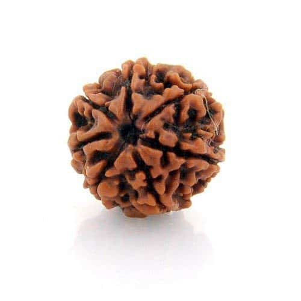 7 Mukhi Nepali Rudraksha Saat Mukhi