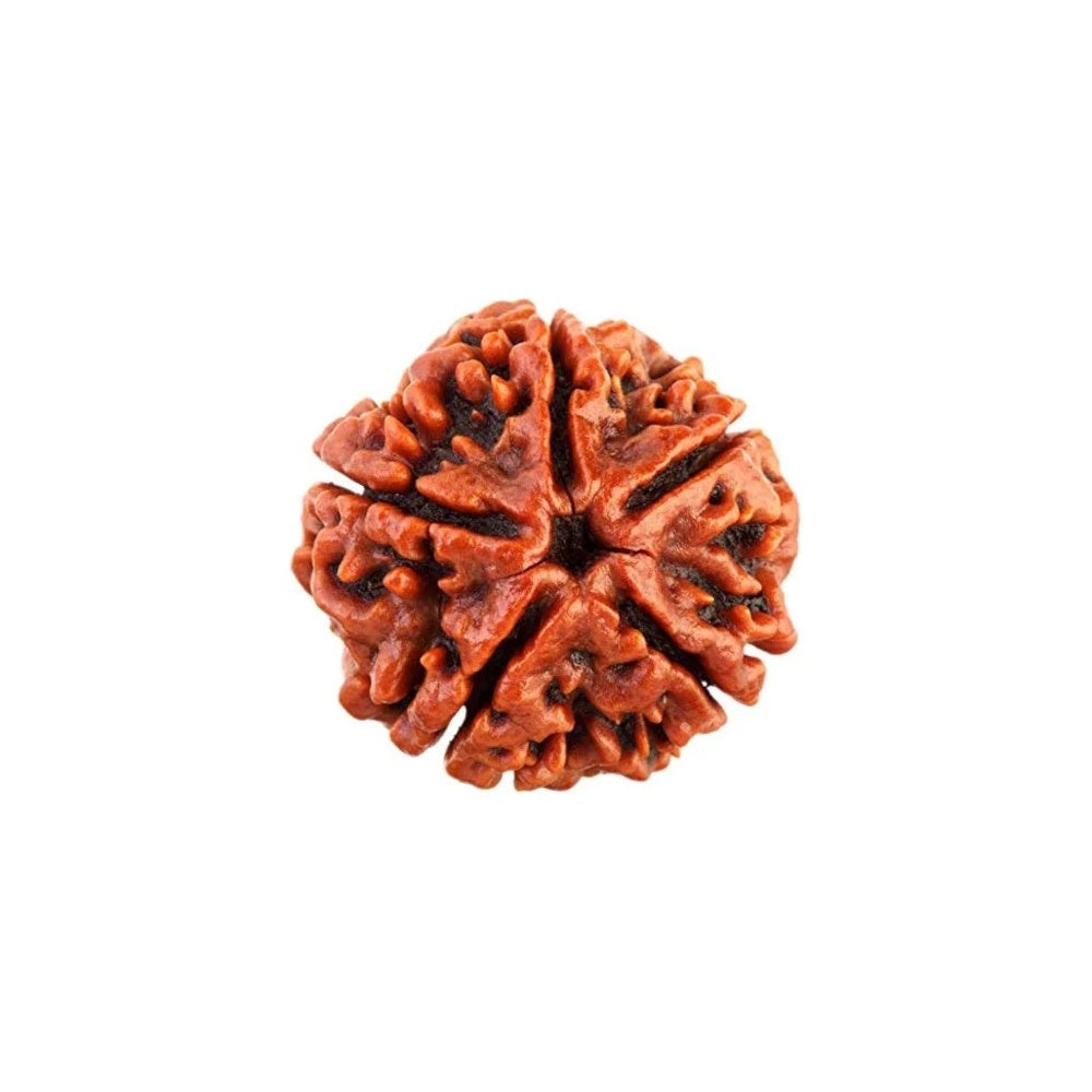 Har Ghar Mein Rudraksha Free 5 Mukhi Rudraksha